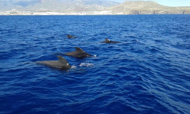Adeje Classic Schooner: Whales, lunch & Los Gigantes Cliffs - Key Points