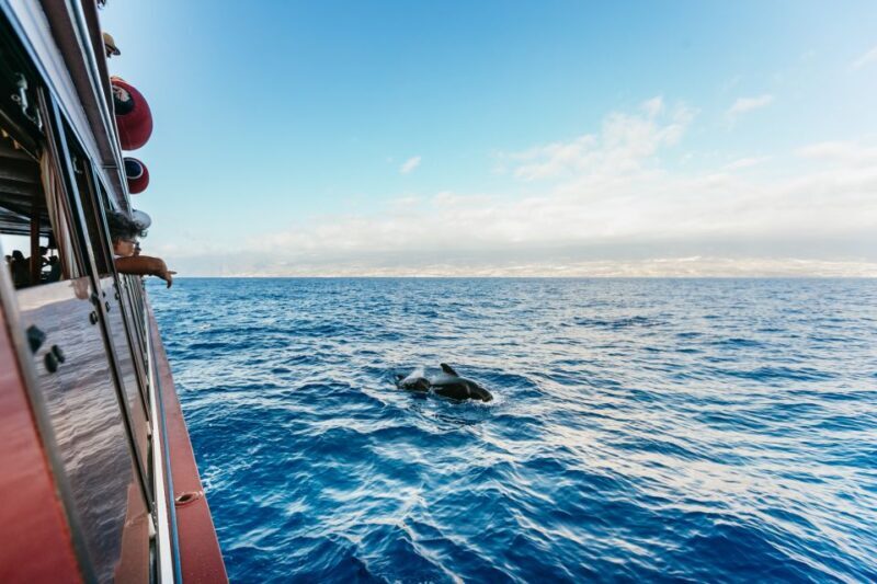 Adeje: Whale and Dolphin Watching Cruise with Lunch and Swim - A Deep Dive into the Experience
