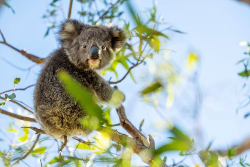 Adelaide: 3-Day Kangaroo Island Adventure Tour with Camping - What to Expect on This Kangaroo Island Adventure