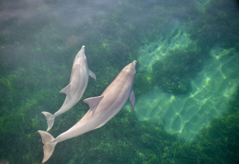 Adelaide: 4-Hour Guaranteed Wild Dolphin Watching Cruise - Practical Considerations and Final Thoughts