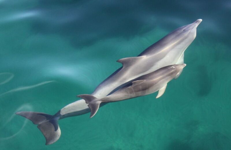 Adelaide: 4-Hour Guaranteed Wild Dolphin Watching Cruise - Frequently Asked Questions