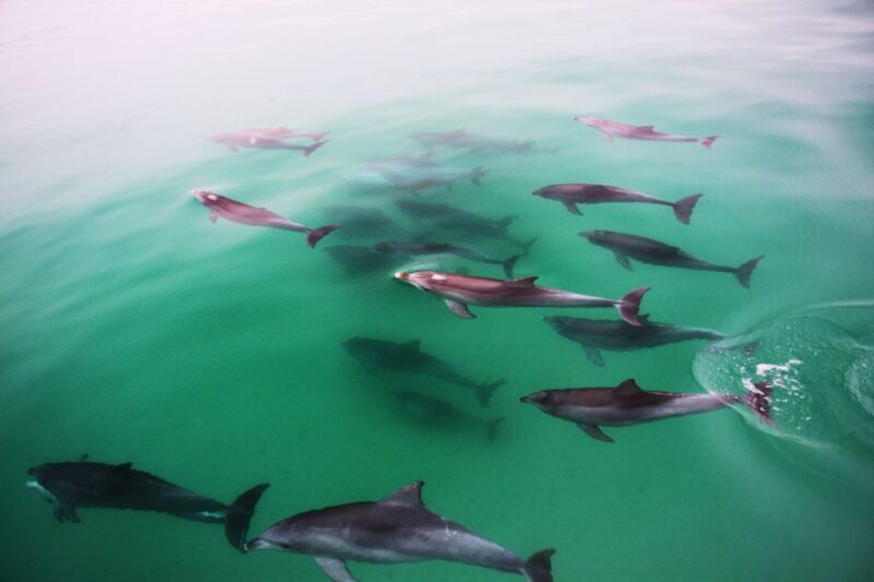 Adelaide: 4-Hour Swimming with Dolphins Experience - Exploring Adelaide’s Dolphin Experience: A Deep Dive