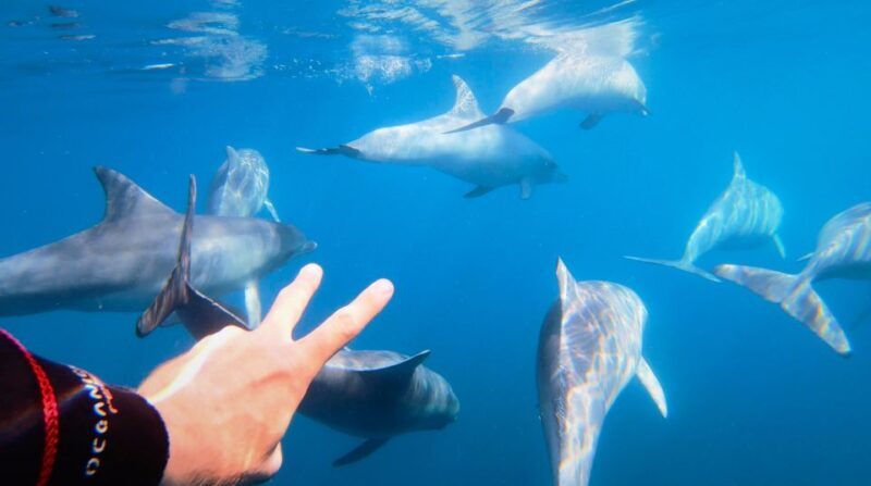 Adelaide: 4-Hour Swimming with Dolphins Experience - FAQ