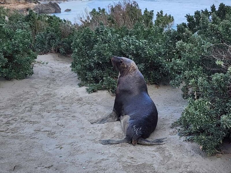 Adelaide: All-Inclusive Boutique 2-Day Kangaroo Island Tour - Who Should Consider This Tour?