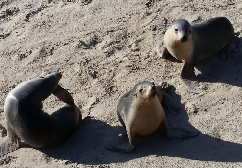 Adelaide: All-Inclusive Boutique 2-Day Kangaroo Island Tour - Final Summary