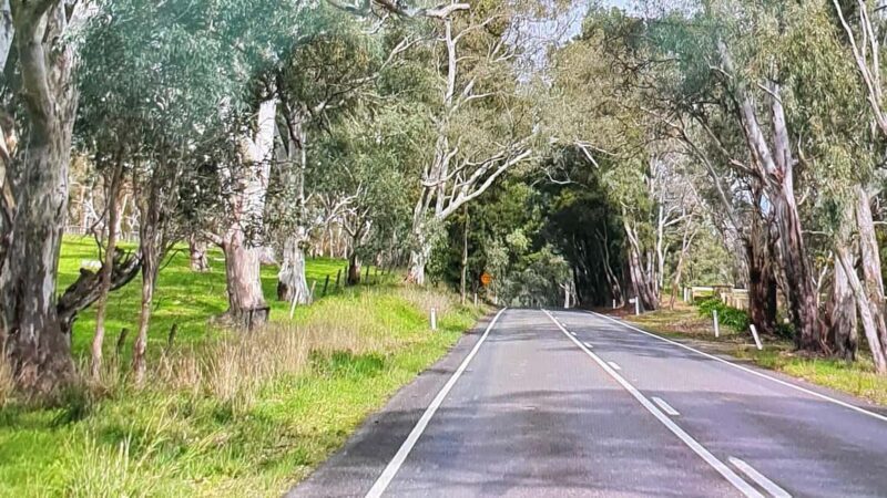 Adelaide City Highlights Full-Day Tour - A Deep Dive into the Adelaide City Highlights Full-Day Tour