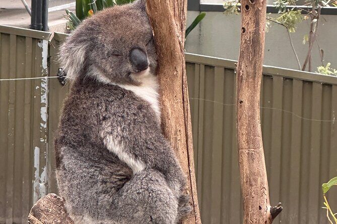 Adelaide Cruise Ship Tours to Hahndorf & Hills Wildlife Wonders - An Authentic Day Exploring Adelaide’s Surroundings