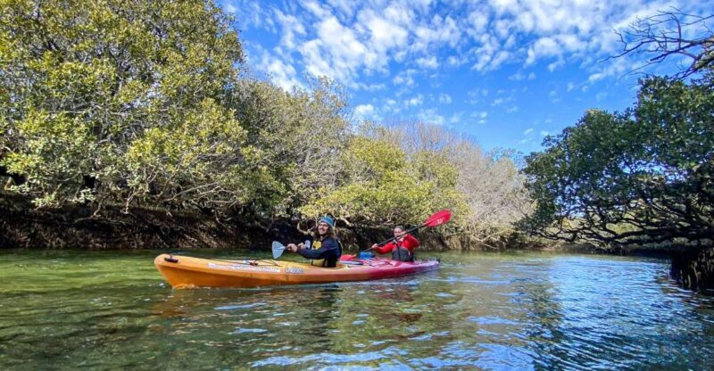 Adelaide: Dolphin Sanctuary 1 or 2-Person Kayak Rental - Adelaide: Dolphin Sanctuary 1 or 2-Person Kayak Rental — An Authentic Marine Experience