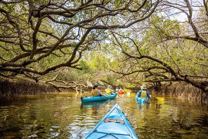 Adelaide Dolphin Sanctuary and Ships Graveyard Kayak Tour - Who Should Consider This Kayak Tour?