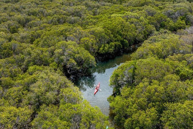 Adelaide Dolphin Sanctuary and Ships Graveyard Kayak Tour - Frequently Asked Questions