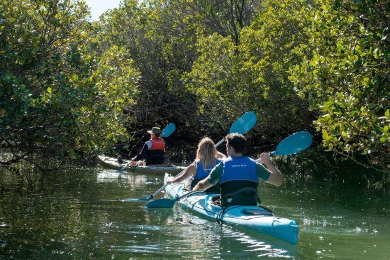 Adelaide: Dolphin Sanctuary Eco Kayaking Tour - An In-Depth Look at the Experience