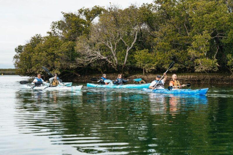 Adelaide: Dolphin Sanctuary Eco Kayaking Tour - Summary