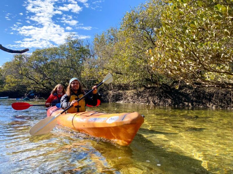 Adelaide: Dolphin Sanctuary Mangroves Kayak Tour - Final Thoughts: Is It Worth It?