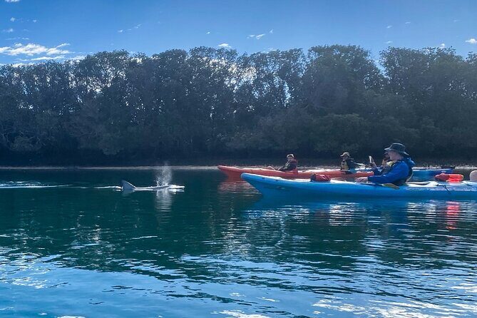 Adelaide Dolphin Sanctuary Mangroves Kayaking Tour - Setting the Scene: Where and What to Expect