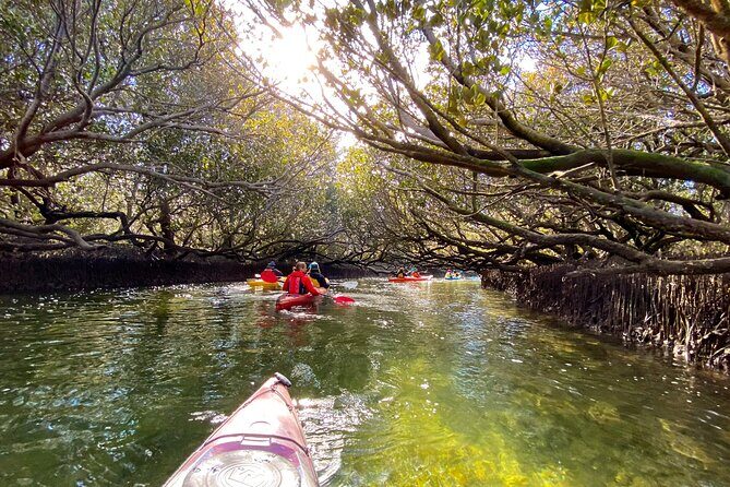 Adelaide Dolphin Sanctuary Mangroves Kayaking Tour - What’s Included and What’s Not
