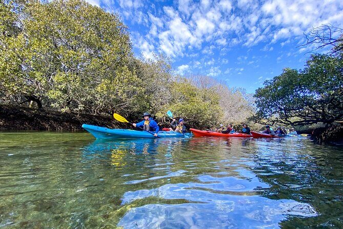 Adelaide Dolphin Sanctuary Mangroves Kayaking Tour - Who Will Enjoy This Tour?