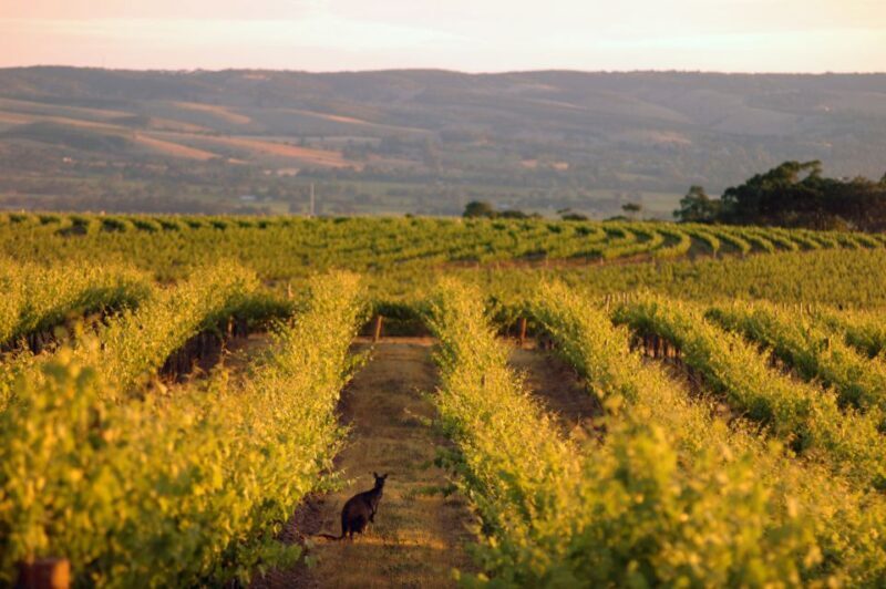 Adelaide: Highlights, Hahndorf & McLaren Vale Wine Tasting - Who Will Love This Tour?