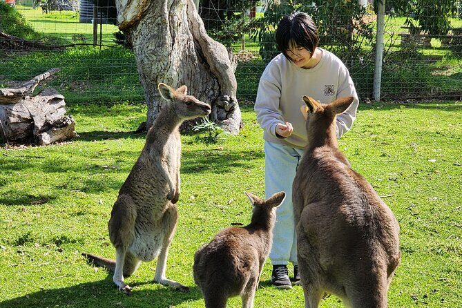 Adelaide Hills Cleland Wildlife Park and Hahndorf Minibus Tour - An In-Depth Look at the Tour