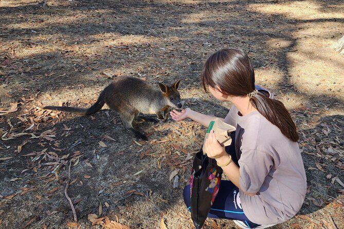 Adelaide Hills Cleland Wildlife Park and Hahndorf Minibus Tour - Final Thoughts