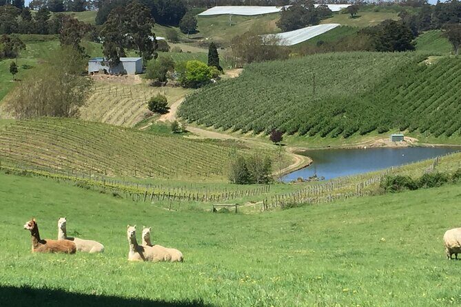 Adelaide Hills & Hahndorf Private Wine Tours - Full Day - Final Thoughts