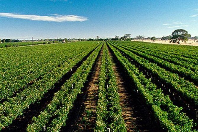 Adelaide Hills Wine Tour - Adelaide Hills Wine Tour: A Balanced Look at a Charming Day Trip
