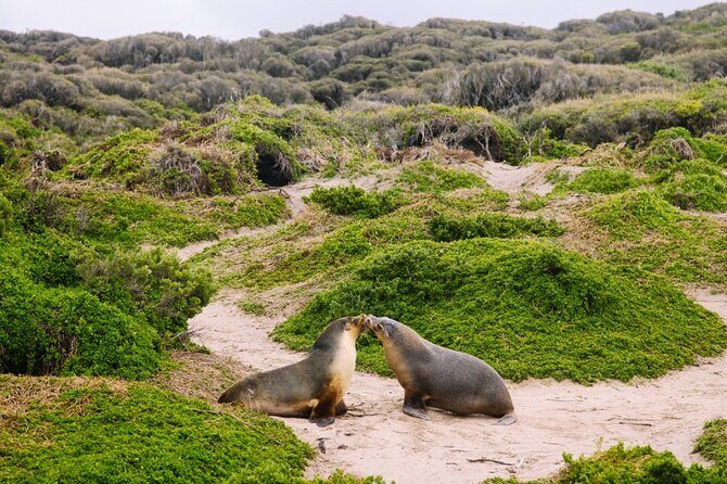 Adelaide: Kangaroo Island 2-Day Epic Adventure Small Group tour - Authentic Experiences and Genuine Value