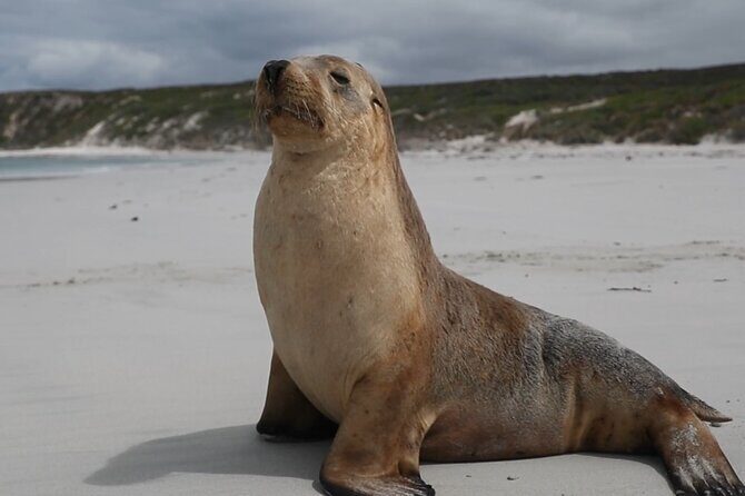 Adelaide: Kangaroo Island 2-Day Epic Adventure Small Group tour - FAQs