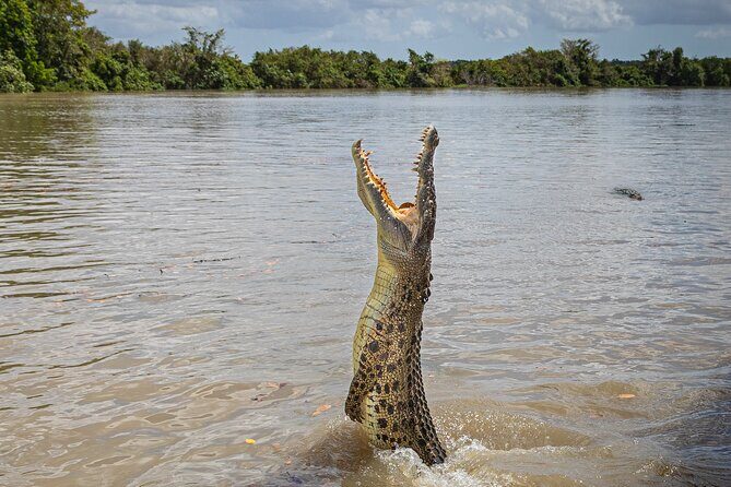 Adelaide River Cruises - Jumping Crocodile Experience - Key Points