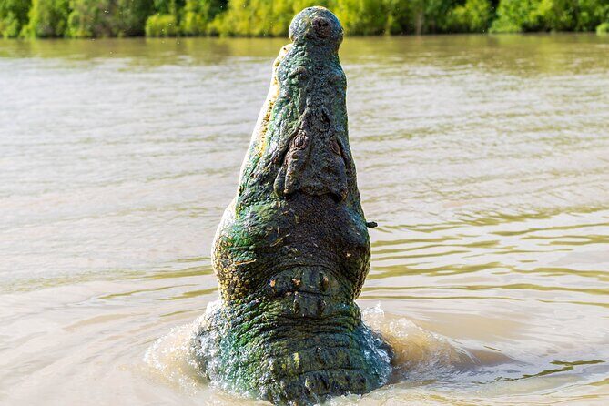 Adelaide River Cruises - Jumping Crocodile Experience - What the Tour Teaches and Why It Matters