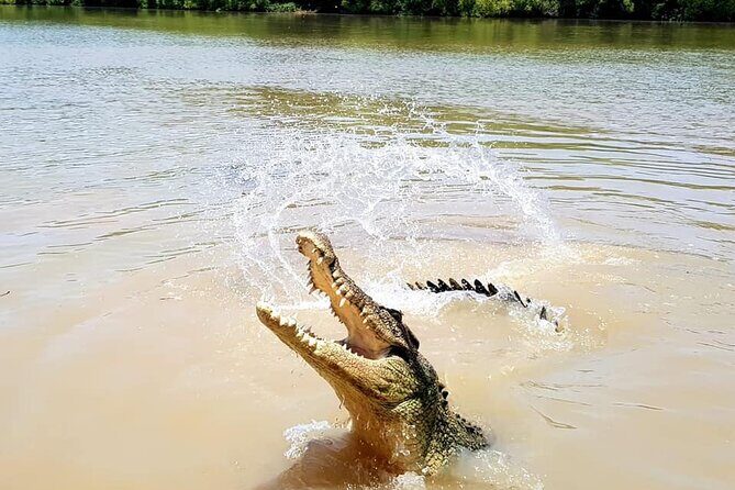 Adelaide River Cruises - Jumping Crocodile Experience - The Wildlife and Landscape: More Than Just Crocs