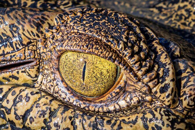 Adelaide River Cruises - Jumping Crocodile Experience - The Sum Up