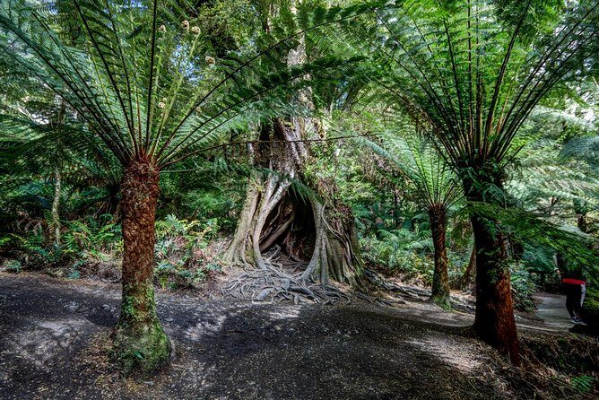Adelaide to Melbourne 3-Day Trip through Grampians and Great Ocean Road - What’s Included and What’s Not