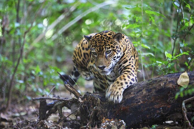 Admission Ticket to Las Pumas Rescue Center - Key Points