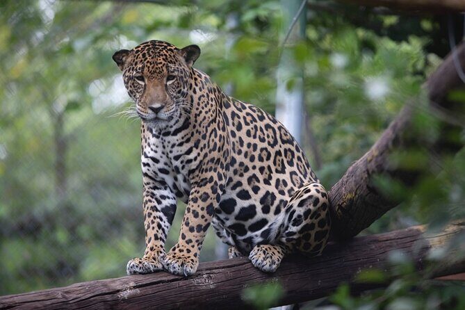 Admission Ticket to Las Pumas Rescue Center - Who Should Visit Las Pumas Rescue Center?