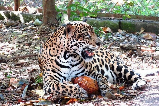 Admission Ticket to Las Pumas Rescue Center - FAQs