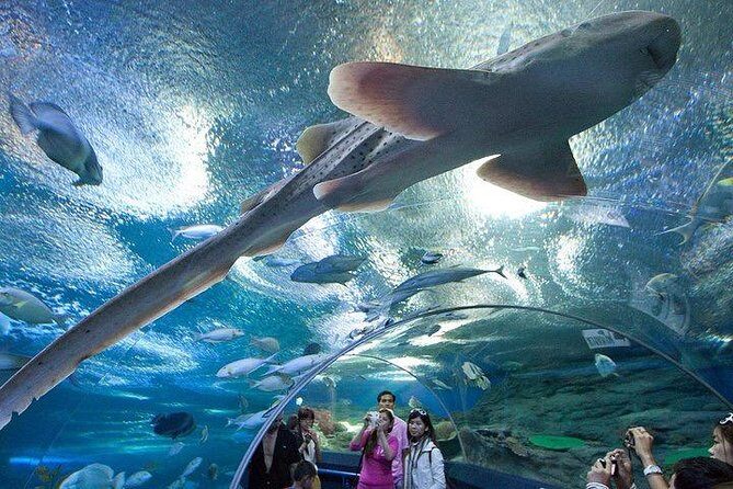 Admission Ticket to Underwater World Pattaya with Return Transfer - FAQs