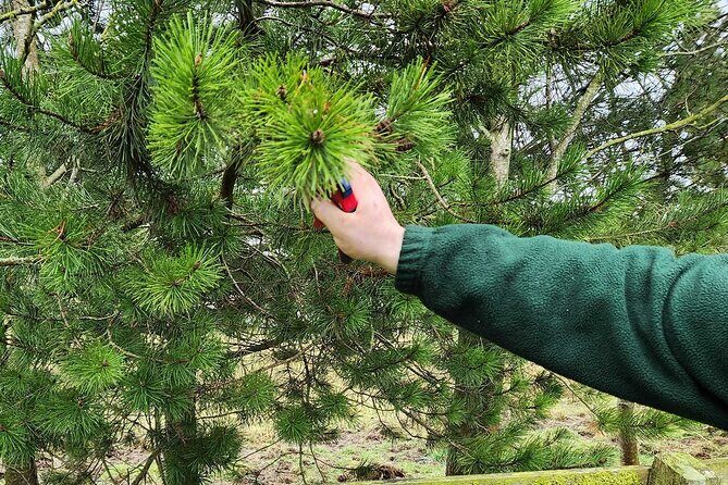 Adult Foraging Walk & Bushcraft Cookery Course for Beginners - A Close Look at the Foraging & Bushcraft Course