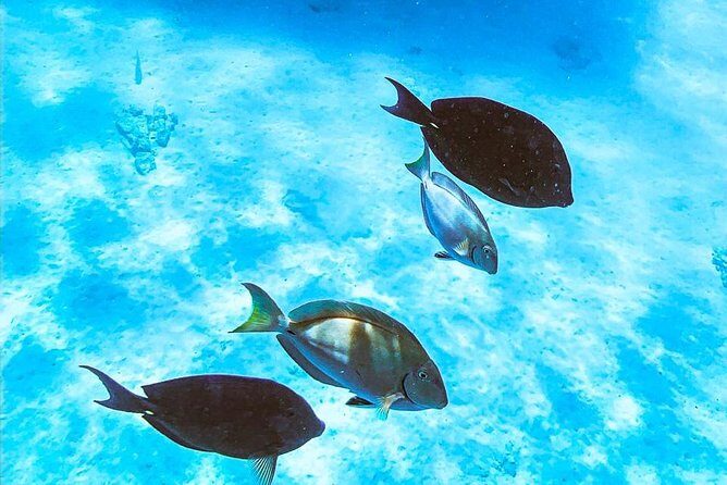 Adults Only Catalina Bay Small Group Snorkel & Sunset Sail - Who Will Love This Tour?