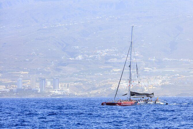 Adults Only Tenerife Freebird Whale Dolphin Catamaran with Lunch - Analyzing the Value of the Tour