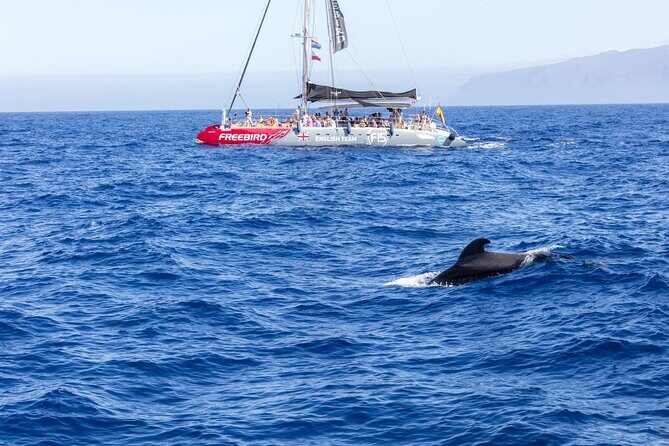 Adults Only Tenerife Freebird Whale Dolphin Catamaran with Lunch - FAQs