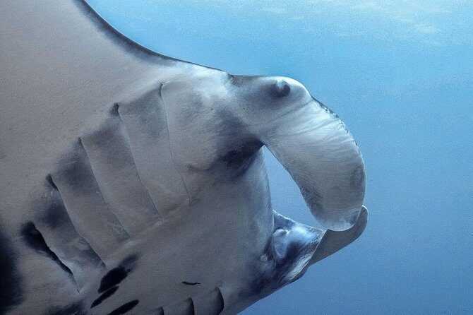 Advanced Open Water Course - Advanced Certification in Lembongan (next to Bali) - The Sum Up