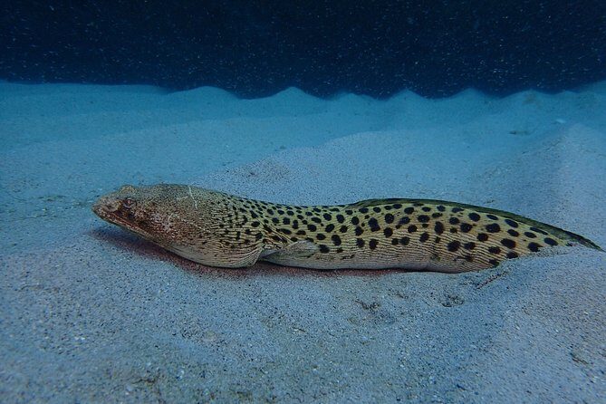 Advanced PADI Diving Course - Key Points