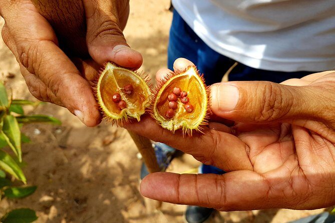 Adventure: 4-hour hike in the Amazon rainforest - In-Depth Review of the Amazon Rainforest Tour