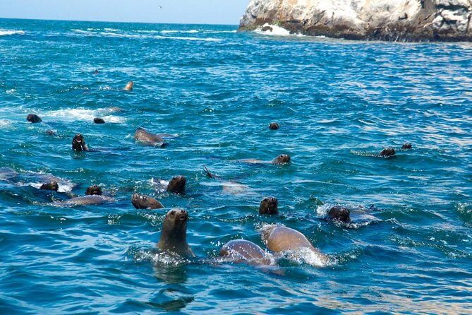 Adventure and adrenaline, swimming with SEA LIONS! & visit the Peruvian islands! - Key Points