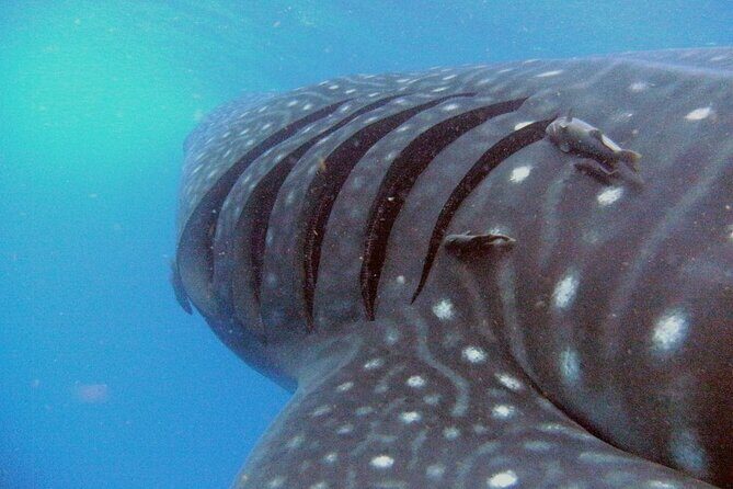 Adventure and Snorkel with the Whale Shark departing from Cancun - A close encounter with the worlds largest fish: Snorkel with whale sharks from Cancun
