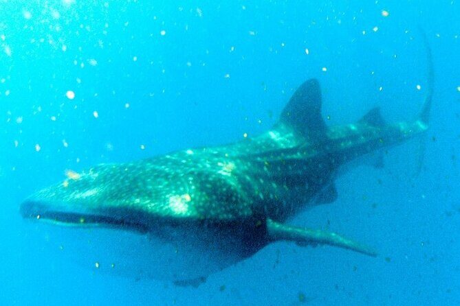 Adventure and Snorkel with the Whale Shark departing from Cancun - Why this tour offers great value