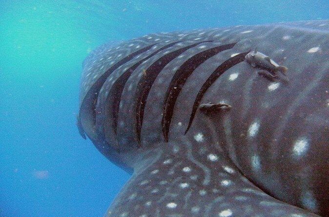 Adventure and Snorkel with the Whale Shark From Playa del Carmen - FAQ