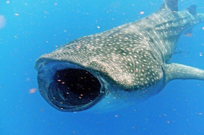 Adventure and Snorkel with the Whale Shark From Playa del Carmen - Final Note