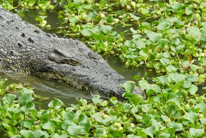 Adventure Combo - A Close Encounter with Crocodiles at Langkawi’s Crocodile Adventureland