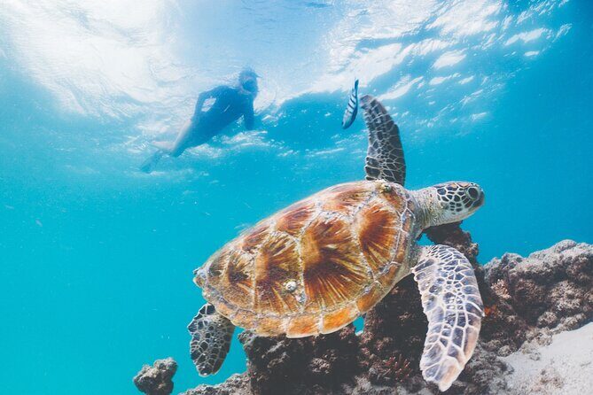 Adventure Moreton Island Scuba Dive Tour - Key Points